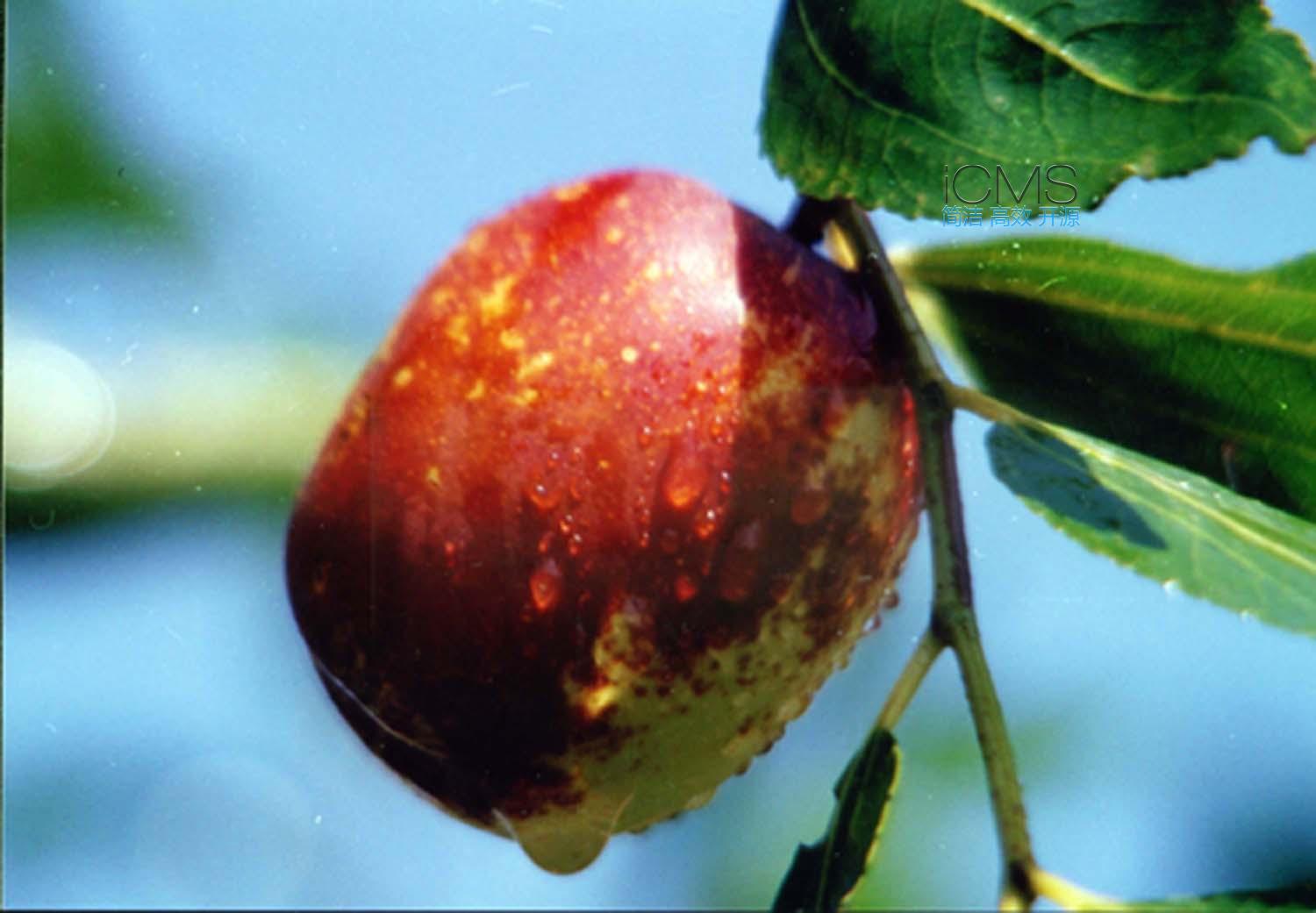 秋食鮮棗——抗癌、美白、養生長壽