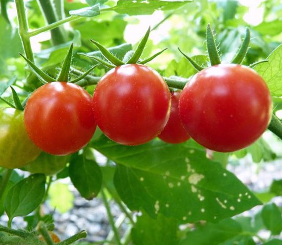 番茄幫你防輻射