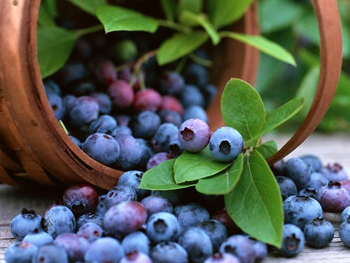 藍莓好營養