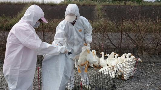 澳門驗出禽流感 港將加強檢測