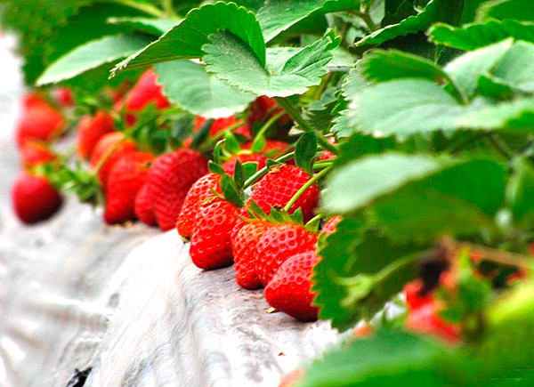 草莓季教你妳如何挑草莓