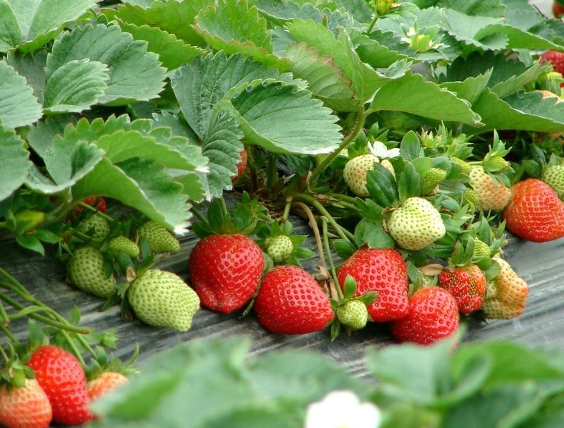草莓季教你妳如何挑草莓