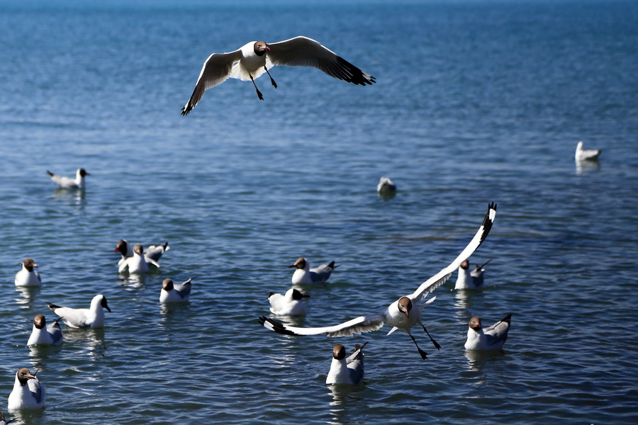 正值青海湖觀鳥季，約嗎？