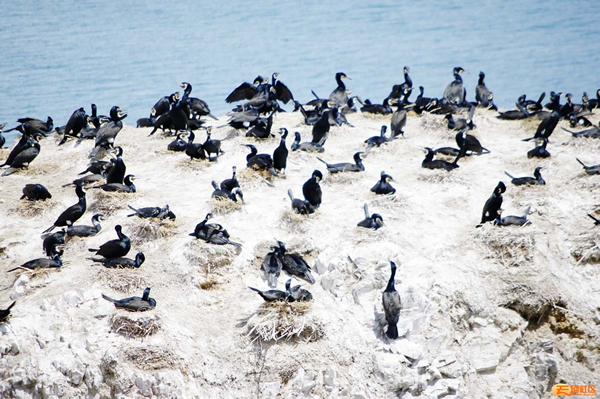 正值青海湖觀鳥季，約嗎？