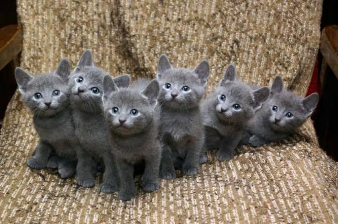 俄羅斯藍貓選購飼養注意事項