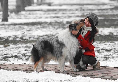 冬季狗狗護理知識