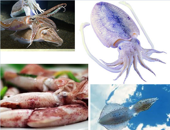 圖解魷魚、墨魚和章魚之間區別