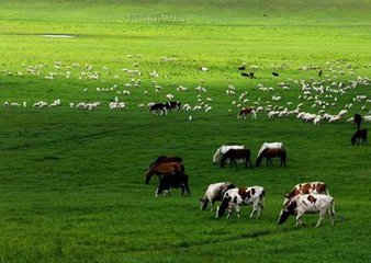 中國資本前仆後繼加入收購澳洲養牛場的行列