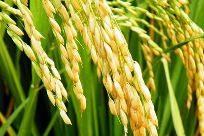 水稻沿著一帶一路播種