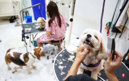 狗年話狗：香港寵物犬飼養面面觀
