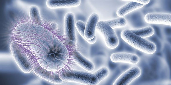 我們能否培養和人體“互惠互利”的細菌對抗感染？